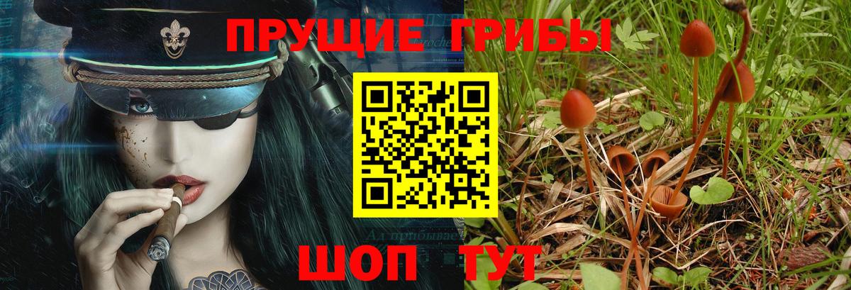 Псилоцибиновые грибы Cubensis Краснознаменск